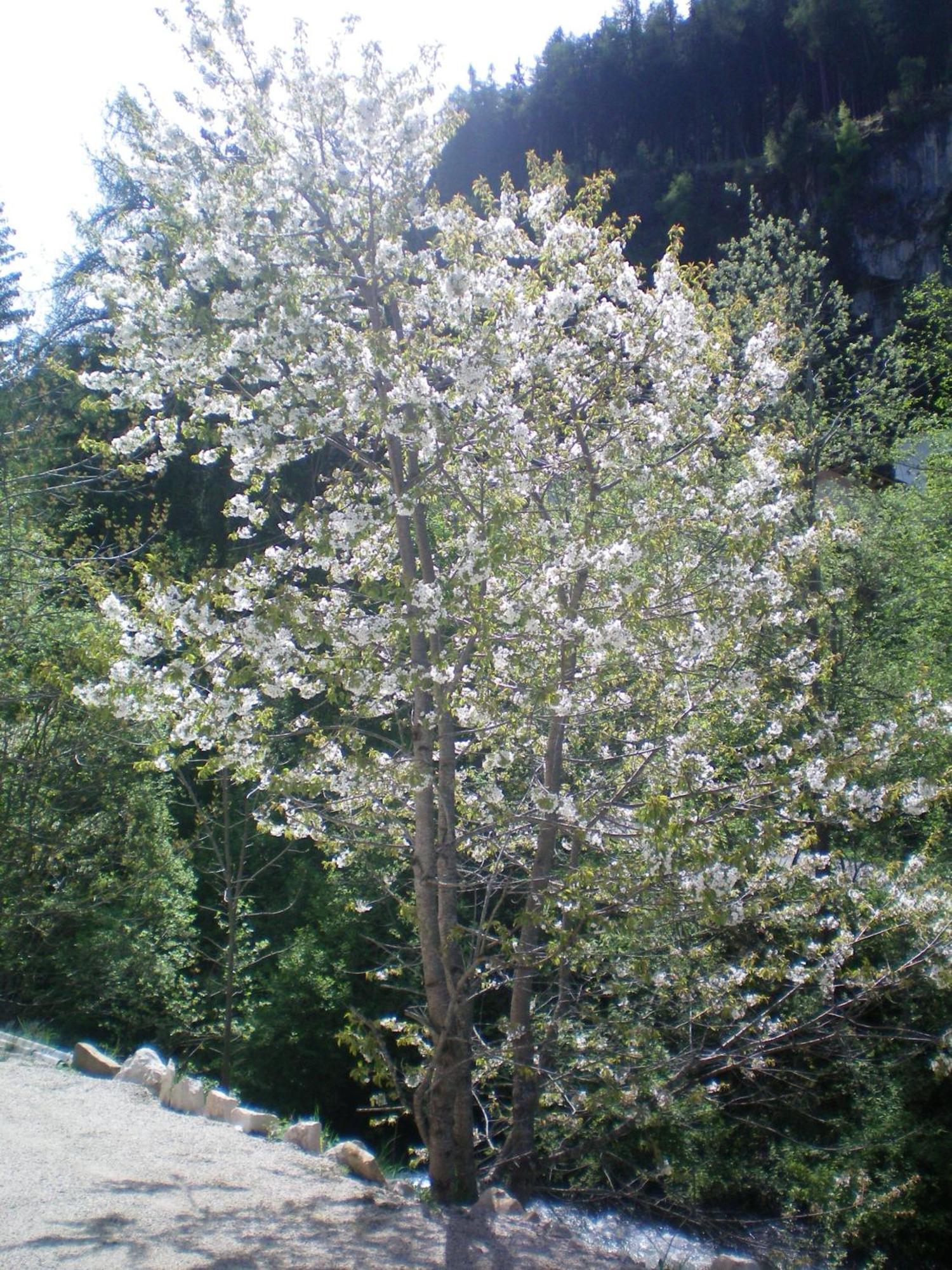 Villa Otto Santa Cristina Val Gardena Zewnętrze zdjęcie